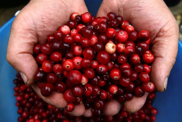 A Belarussian man prepares cranberries he gathered for sale in the village of Budy, Belarus September 25, 2016. (Photo by Vasily Fedosenko/Reuters)
