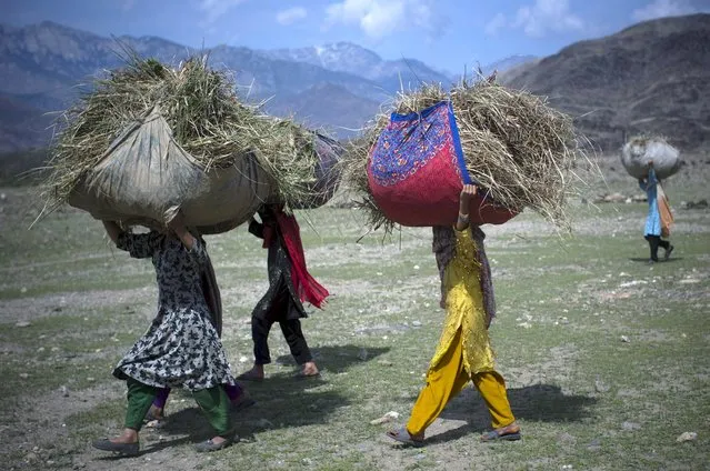 Afghan girls carry hay to their homes for their animals outside the village of Budyali, Nengarhar Province, Afghanistan, Tuesday, March 19, 2013.  (Photo by Anja Niedringhaus/AP Photo)