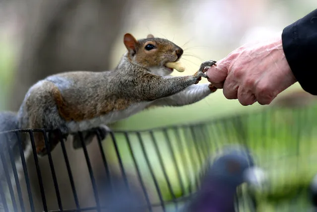 A person feeds peanuts to a grey squirrel in Washington Square Park on October 7, 2020 in New York City. (Photo by Angela Weiss/AFP Photo)