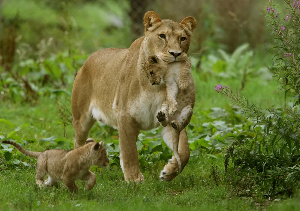 Lion Cubs Ffirst Public Appearance at Scottish Safari Park
