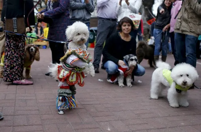 Dogs dressed in costumes take part in the Pet's Halloween Day parade at El Olivar Park in San Isidro, Lima, October 31, 2015. (Photo by Mariana Bazo/Reuters)