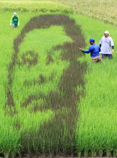 An artwork featuring the image Philippine President Rodrigo Duterte is seen on a rice paddy in Los Banos city, Laguna province, south of Manila October 6, 2016. (Photo by Romeo Ranoco/Reuters)