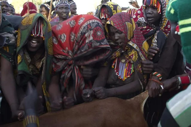 Pokot girls hit a young bull as part of an initiation ceremony of over a hundred girls passing over into womanhood, about 80 km (50 miles) from the town of Marigat in Baringo County December 6, 2014. Each of the girls taking part of the initiation will punch the young bull until the animal is exhausted and then the men of the community will kill the animal from a blow to the head and a spear thrust to the heart. (Photo by Siegfried Modola/Reuters)