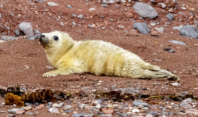 This grey seal pup was born during the stormy conditions at Maidencombe, south Devon, UK, on Sunday, September 14, 2025. (Photo by Rob Hughes/South West News Service)