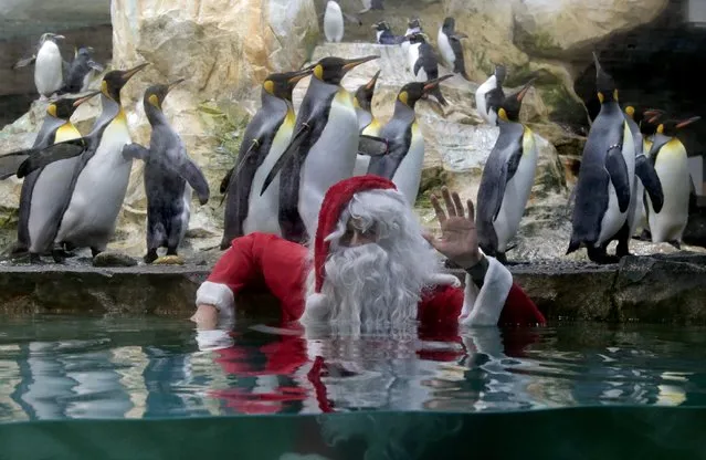 King penguins stand on the edge of their tank as a man dressed as Santa Claus waves from the water at the Marineland animal park in Antibes, December 19, 2014. (Photo by Eric Gaillard/Reuters)