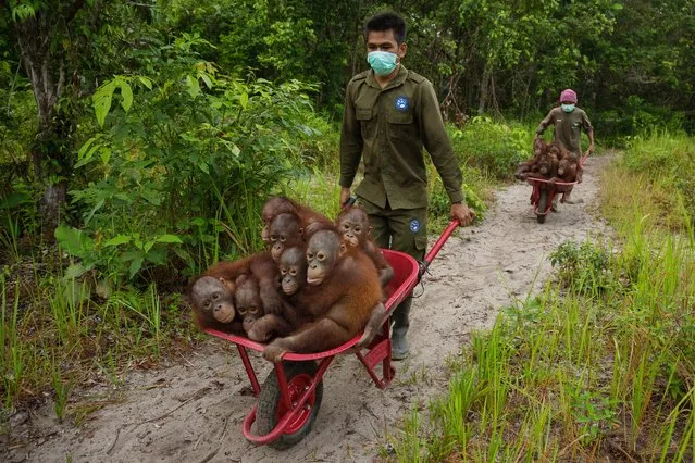 “End of the line?”. Rescue centres such as this one in Ketapang, West Kalimantan, reported a huge influx of orphan orangutans as a result of the fires in 2015. The caretakers do a magnificent job, here taking a barrow-full of one- and two-year-old Bornean orangutans to play in the forest, where they will learn some of the basic skills of survival. (Photo by Tim Laman/2016 Wildlife Photographer of the Year)