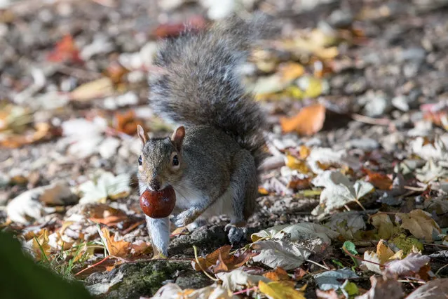A squirrel picks up a conker beneath trees that are beginning to show their autumn colours in Royal Victoria Park on October 19, 2016 in Bath, England. After an unusually hot September and a mild autumn so far, trees in many parts of the UK are only just beginning to display their autumn colours. (Photo by Matt Cardy/Getty Images)