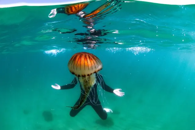 A compass jellyfish takes the place of a teen's head in an epic underwater photobomb, while swimming off the Cornish coast in Praa Sands on July 11, 2022. (Photo by Walls Of Water Photography/Animal News Agency)