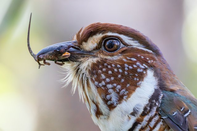 An endemic and endangered short-legged ground roller (Brachypteracias leptosomus) catches a Madagascar pimple-nose chameleon (Calumma nasutum) at eastern side of the Madagascar on October 17, 2025. (Photo by Emin Yogurtcuoglu/Anadolu via Getty Images)