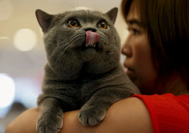 Blue Thunder, a 2-year-old British Shorthair, hold by its owner Chatchaneeporn Vatcharothayangkul during the Thailand Cat Show at a shopping mall in Bangkok, Thailand, November 20, 2015. The cat show is held from November19-22, 2015. (Photo by Chaiwat Subprasom/Reuters)