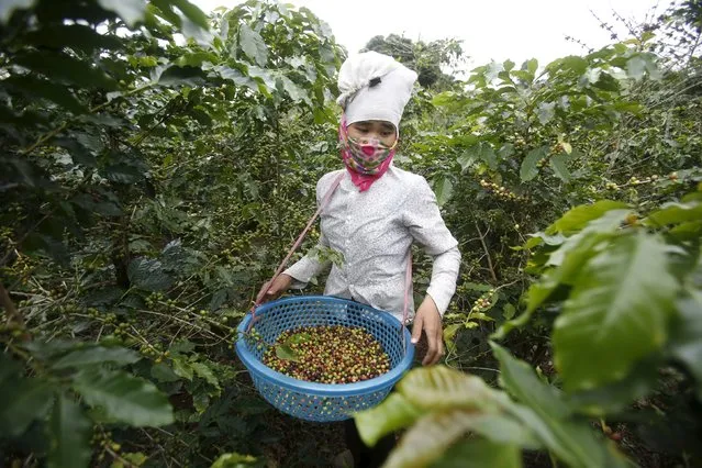 A woman of Thai ethnic tribe harvests coffee at a farm in Son La, northwest of Hanoi, Vietnam October 13, 2015. (Photo by Reuters/Kham)
