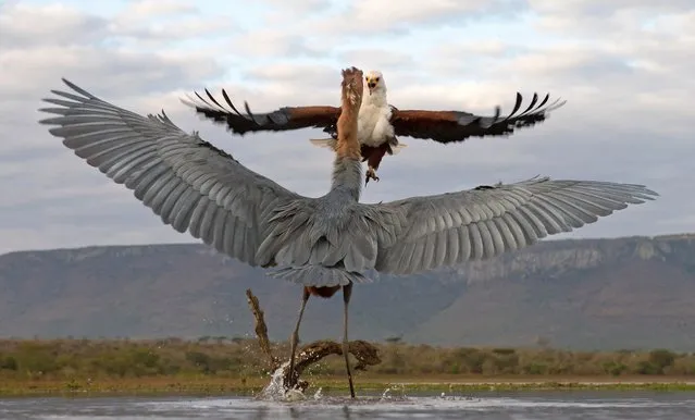 An eagle found itself under attack by an angry heron when it refused to budge from an African lagoon. (Photo by Max Waugh/Solent News & Photo Agency)