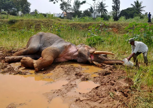 A forest guard provides water to an injured Asiatic elephant, who according to forest officials fractured his front-right leg late August while being chased by villagers, as it lies in a field in Avverahalli village on the outskirts of Bengaluru, India October 25, 2016. (Photo by Abhishek N. Chinnappa/Reuters)