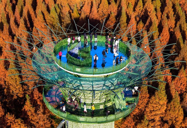 People visit the Yellow Sea forest park as the leaves of Dawn Redwoods turn red and yellow in winter in Yancheng, eastern China's Jiangsu province on December 4, 2025. (Photo by AFP Photo/China Stringer Network)