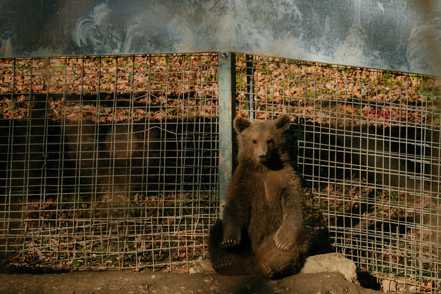 A brown bear cub sits in the sun at Libearty, the largest brown bear sanctuary in Europe, on November 25, 2025 in Zarnesti, Romania. Romania's Carpathian mountains hosts Europe's biggest brown bear population outside Russia, with up to 13,000 animals living in the densely forested region. Bears have inhabited this area for millions of years and recent strict protection laws have contributed to their population growing. Climate change and diminishing habitat forces bears to forage for food closer to towns and village and along with the rise in sustainable bear tourism, bear encounters with humans have become more frequent sometimes with catastrophic consequences. In the past 20 years there have been over 20 bear-related deaths and over 270 reported injuries. In July this year an Italian tourist was mauled to death having taken selfies with the bears moments earlier.(Photo by Andrei Pungovschi/Getty Images)