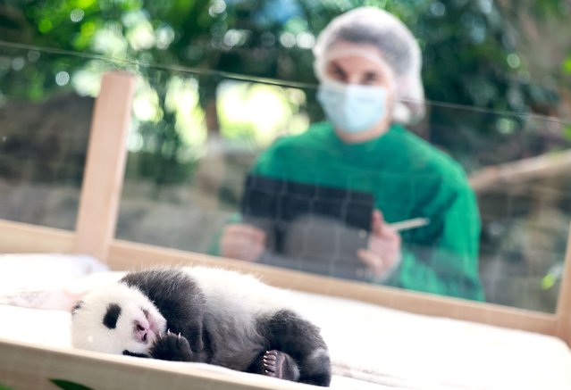 One of the two newborn Panda twins sleeps in an enclosure at the Zoo in Berlin, Germany, 15 Oktober 2024. The two Panda cubs were born at the Berlin Zoo on 22 August 2023. (Photo by Hannibal Hanschke/EPA/EFE)