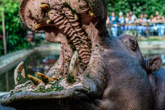 A Hippo (Hippopotamus amphibius) known as Pepa is pictured during the celebration of Hippo Jakira's 4 year birthday at the Santa Fe zoo, in Medellin, Colombia on July 15, 2018 Jakira is the daughter of Pepa, who was part of the initial batch of animals imported by druglord Pablo Escobar back in the 1980' s. (Photo by Joaquin Sarmiento/AFP Photo)