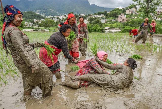 Women play in mud as they plant rice samplings on the field during National Paddy Day, also called Asar Pandra, that marks the commencement of rice crop planting in paddy fields, as monsoon season arrives, in Kathmandu, Nepal on June 30, 2023. (Photo by Monika Malla/Reuters)