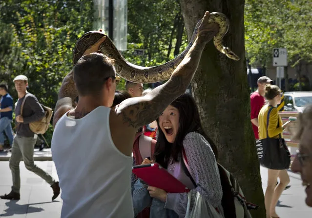 A young woman reacts as Mark attempts to put his pet, a seven-year-old Boa Constrictor snake named Gator, around her neck in Vancouver, British Columbia August 13, 2013. Reluctant at first the woman eventually agreed so friends could take a picture. (Photo by Andy Clark/Reuters)