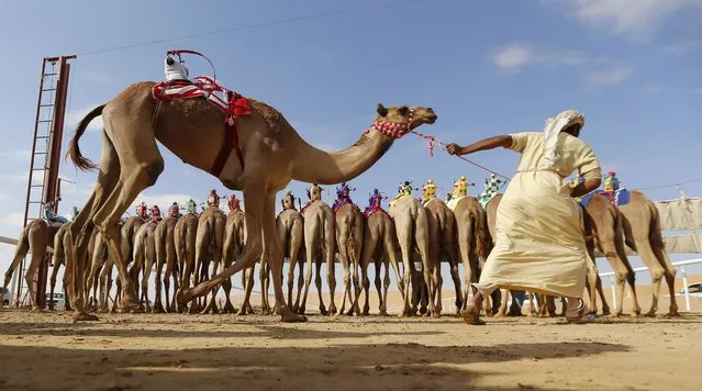 Camels prepare to compete during the Liwa 2016 Moreeb Dune Festival on January 5, 2016, in the Liwa desert, 250 kilometres west of the Gulf emirate of Abu Dhabi. The festival, which attracts participants from around the Gulf region, includes a variety of races (cars, bikes, falcons, camels and horses) or other activities aimed at promoting the country's folklore. (Photo by Karim Sahib/AFP Photo)