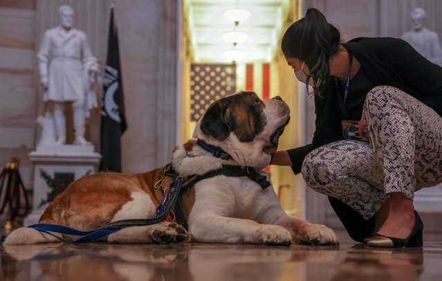 Valerie Chicola, a staffer on Capitol Hill pets Officer Clarence, a Saint Bernard from the Greenfield, Massachusetts police department, April 14, 2021. Officer Clarence is the first official police comfort dog and he specializes in helping first responders in the aftermath of critical incidents. He came to Washington to support police officers and others during the tribute to slain Capitol Police officer William Evans. (Photo by Evelyn Hockstein/Reuters)