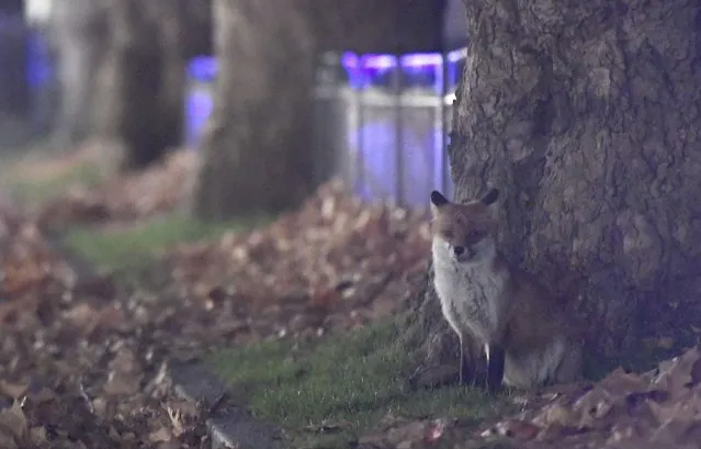 An urban fox walks alongside the Mall in central London, Britain, November 29, 2016. (Photo by Toby Melville/Reuters)