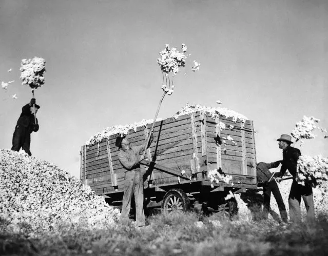 The south of America is harvesting cotton, and in southernmost Texas, it has been a big year for the crop. Here, farmers near O'Donnell, Texas, are pitching their feathery crop into wagons, preparatory to its departure for the town, on January 17, 1938. (Photo by AP Photo)