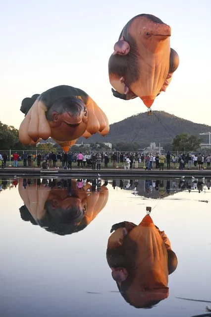 People watch as new hot air balloon sculpture Skywhalepapa (right) and its companion balloon Skywhale (commissioned 2013) are being tethered during the official launch event in Canberra, Australia, 07 February 2021. Skywhalepapa and Skywhale were designed by artist Patricia Piccinini and are considered a contemporary sculpture, and a certified aircraft. Weather conditions meant that the hot air balloons were not able to fly instead they were tethered near the National Gallery of Australia. (Photo by Lukas Coch/EPA/EFE)
