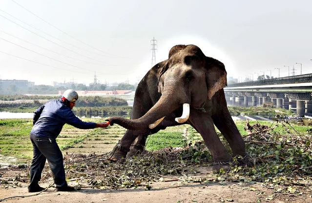 An Indian passer-by feeds an elephant, which is hired for weddings and parties, on the banks of the river Yamuna in New Delhi on February 6, 2015. (Photo by Money Sharma/AFP Photo)