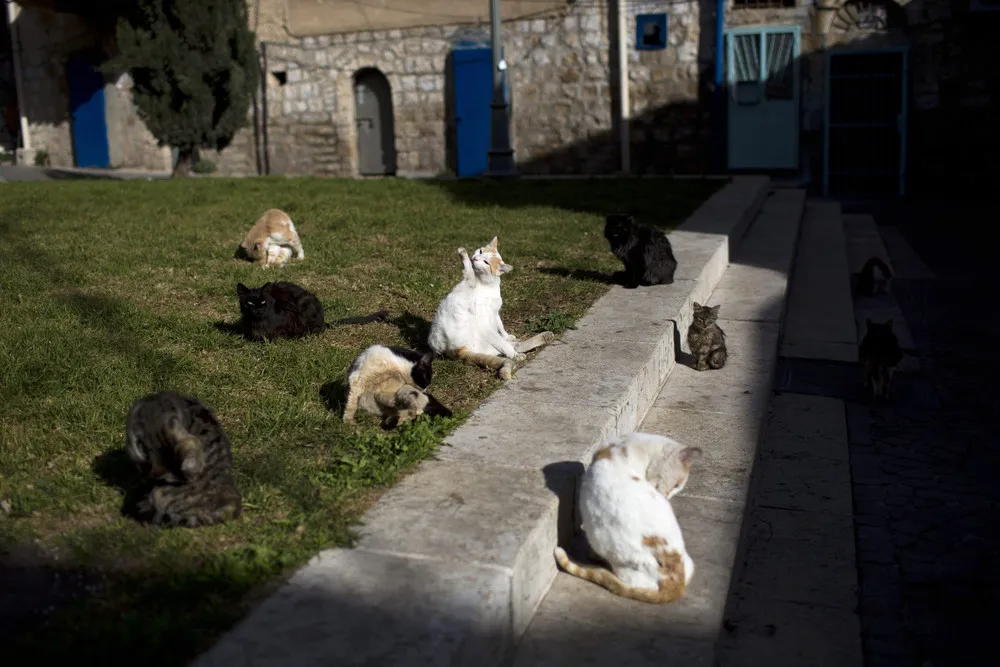 Street Cats in Israel