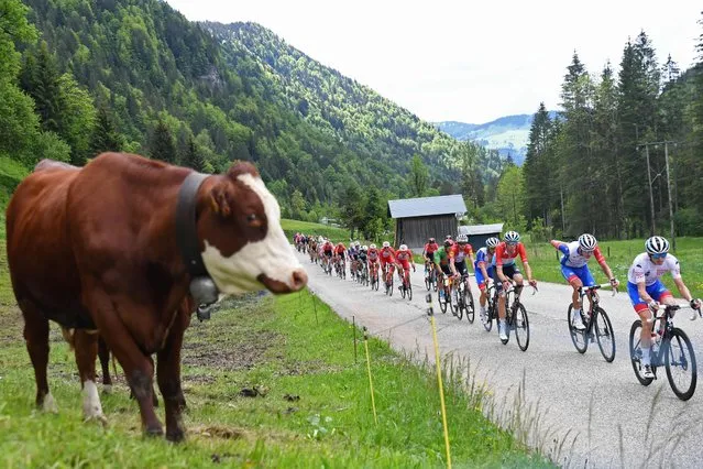 The pack rides past a cow during the eighth stage of the 73rd edition of the Criterium du Dauphine cycling race, a 147km between La Lechere-Les-Bains and Les Gets on June 6, 2021. (Photo by Alain Jocard/AFP Photo)