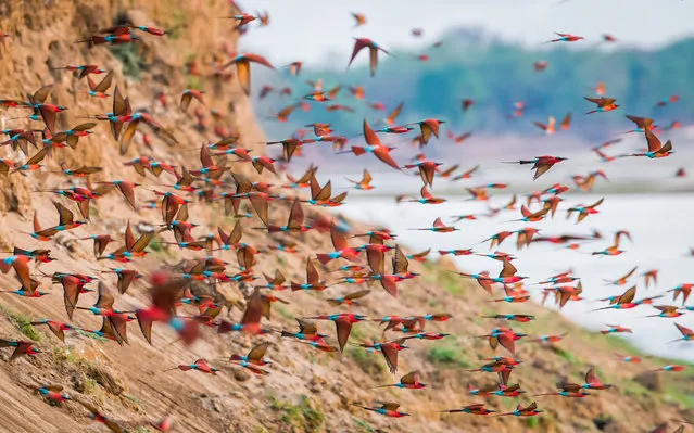 Southern carmine bee-eaters create a blizzard of colour as they flock in their thousands in South Luangwa national park, Zambia. The richly feathered animals build their nests in the steep sandy riverbanks and a colony can extend for a hundred meters or more, often along the crocodile-infested Luangwa River. (Photo by Will Burrard-Lucas/Barcroft Media)
