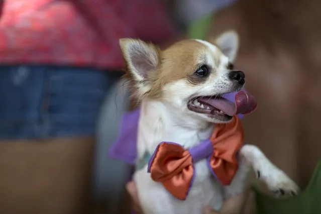 A dog wears a bow tie during a carnival pet parade in Rio de Janeiro, Brazil, Sunday, January 31, 2016. (Photo by Leo Correa/AP Photo)