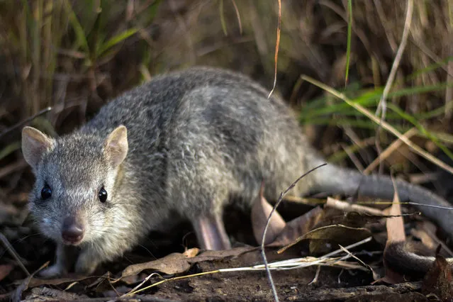 This handout picture taken on June 23, 2016 and released by WWF-Australia and James Cook University shows a northern bettong (bettongia tropica) at a wildlife care house in Ravenshoe, Queensland. A truffle-eating Australian marsupial known as the rat kangaroo has suffered a dramatic population decline and could become extinct without urgent action to save the species, a report warned on December 6, 2018. (Photo by Stephanie Todd/James Cook University/WWF Australia/AFP Photo)