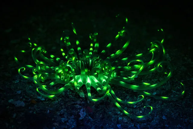“I wanted to capture a phenomena called biofluorescence”. (Photo by Simon Pierce/Caters News Agency)