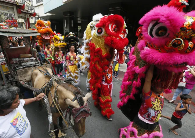 Lion dancers make their way through a narrow street in Manila's Chinatown to perform at business establishments on the eve of Chinese Lunar New Year celebrations, Sunday, February 7, 2016, in Manila's Chinatown district in the Philippines. (Photo by Bullit Marquez/AP Photo)
