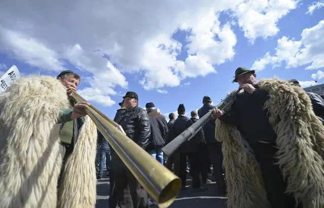 Shepherds dressed in sheepskin blow brass horns in Bucharest, Romania, Thursday, April 2, 2015. Romanian sheep and cattle farmers complained about underfunded and delayed subsidies and the elimination of milk subsidies that would allow cheaper imports and in turn would lead to the closure of 60 percent of farms, during a protest that took place in front of the Romanian government headquarters. (Photo by Andreea Alexandru/AP Photo/Mediafax)