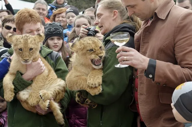 Two fourteen-week old lion cubs, a male named Ramzes and a female named Zara, are seen during a Christening ceremony at the Bojnice Zoo April 4, 2015. (Photo by Radovan Stoklasa/Reuters)
