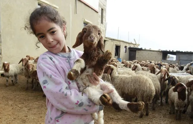 A girl holds a sheep in the town of Al Wazzani, near the Lebanese-Israeli border, in southern Lebanon January 5, 2016. (Photo by Aziz Taher/Reuters)