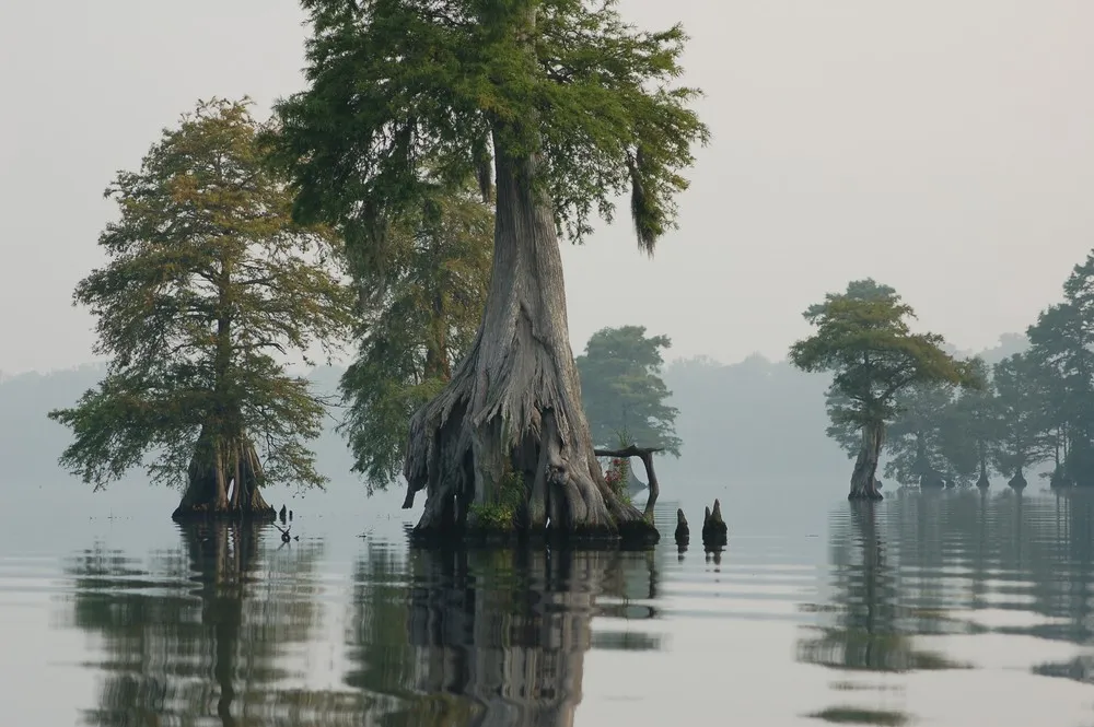 The Great Dismal Swamp