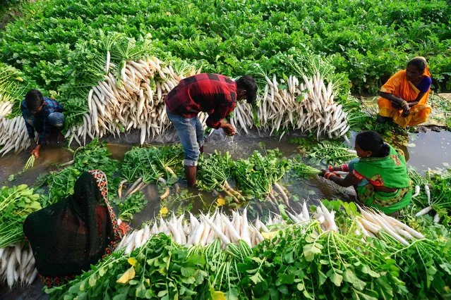Farmworkers wash radishes at a field in Jalandhar on November 20, 2023. (Photo by Shammi Mehra/AFP Photo)