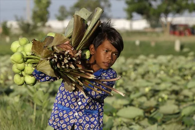A boy helps his parents collect lotus flowers to sell in the market in Krasaing Chrum village on the outskirts of Phnom Penh, Cambodia, Thursday, July 22, 2021. (Photo by Heng Sinith/AP Photo)