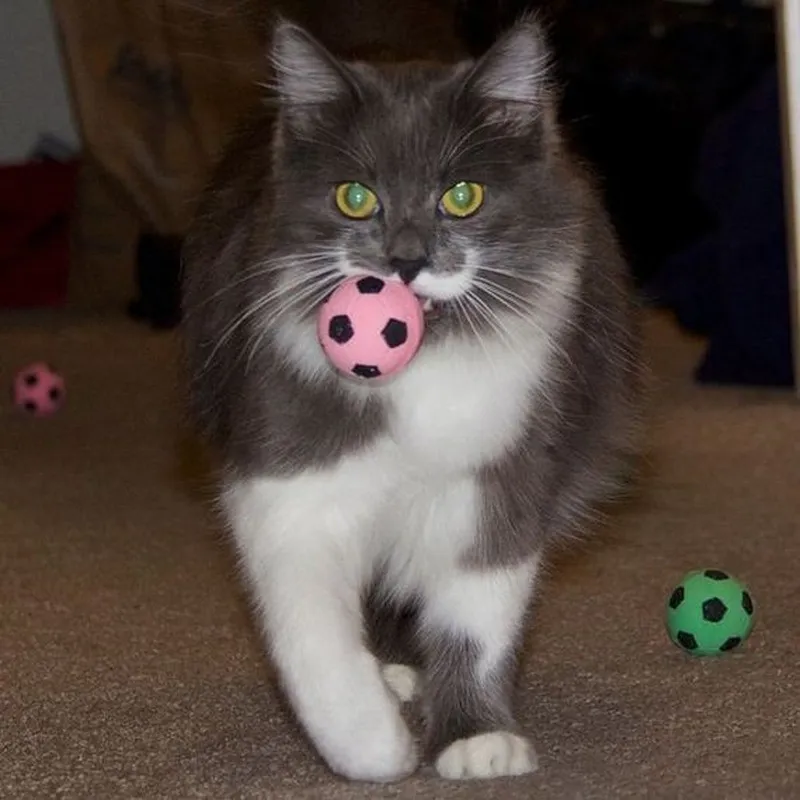 Meet Hamilton the Hipster Cat