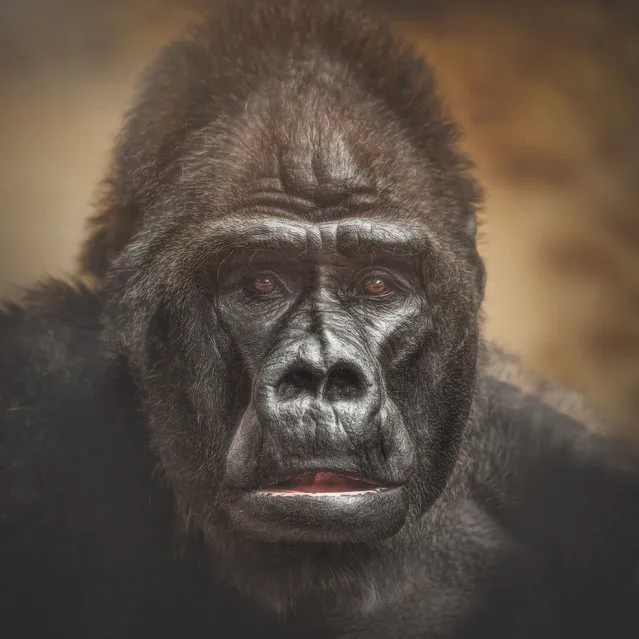 Western lowland gorilla, Massa. (Photo by Manuela Kulpa/Caters News)