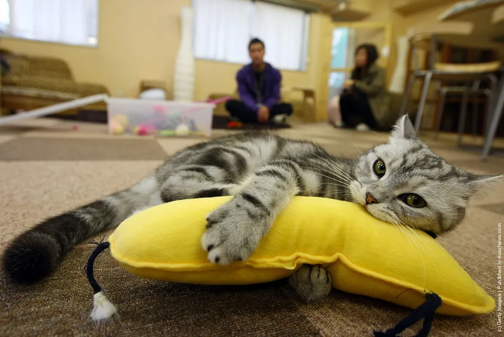 Cat Cafes Attract People in Tokyo