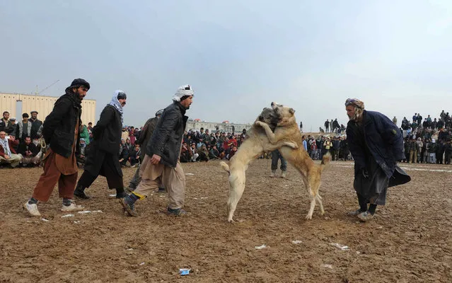 Afghan owners and spectators watch a pair of fighting dogs during the weekly dog fights in Mazar-i-Sharif on January 3, 2014. Dog fighting is held on vacant lots and though betting is done, matches are stopped as soon as one dog shows absolute domination. Dog fighting was banned during the Taliban regime. (Photo by Farshad Usyan/AFP Photo)