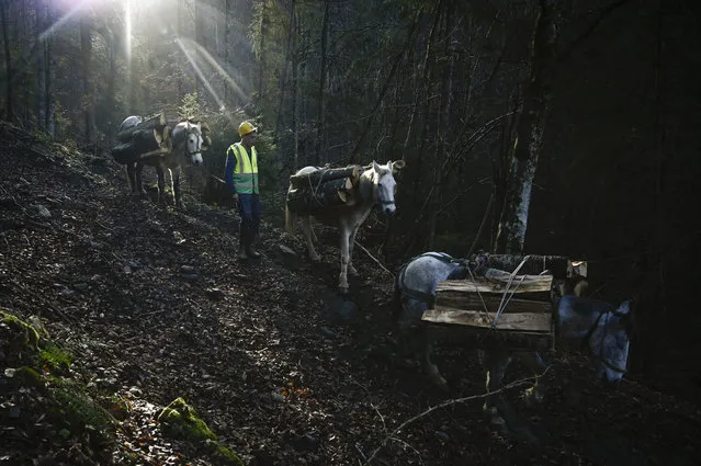 Woodcutter leads horses from a clearing, high up in Stara planina mountain near the town of Teteven on December 8, 2022. Bulgarians rushed to stock up on firewood, even as prices over doubled this year, rueful about the much higher costs of other means of heating and fearing potential electricity cuts over the winter. High demand prompted logging to continue into December with many people around the country still awaiting their firewood deliveries. (Photo by Nikolay Doychinov/AFP Photo)