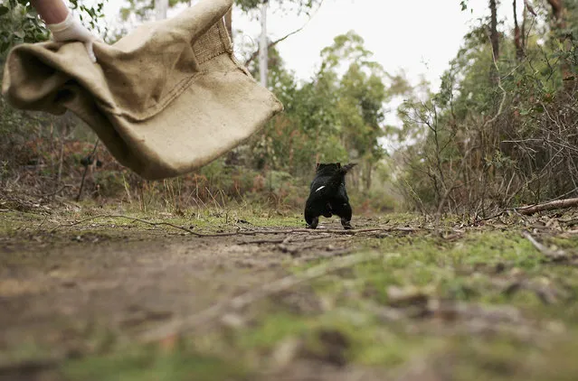 A Tasmanian Devil is released in the wild after being captured to check for signs of the Devil Facial Tumor Disease October 10, 2005 near Fentonbury, Australia. (Photo by Adam Pretty/Getty Images)