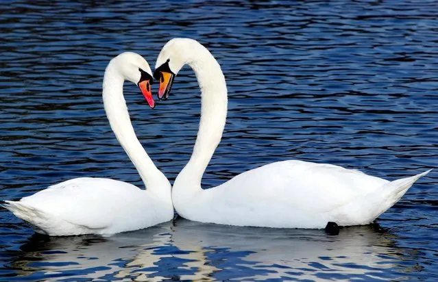 Two swans swim in a lake in the English Garden in Munich, Germany. (Photo by Jan Pitman/Associated Press)