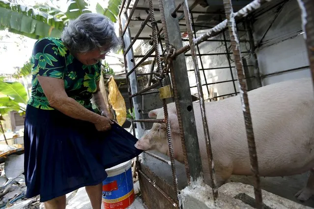 A pig bites a woman's skirt at her backyard in Havana, March 18, 2016. (Photo by Ivan Alvarado/Reuters)